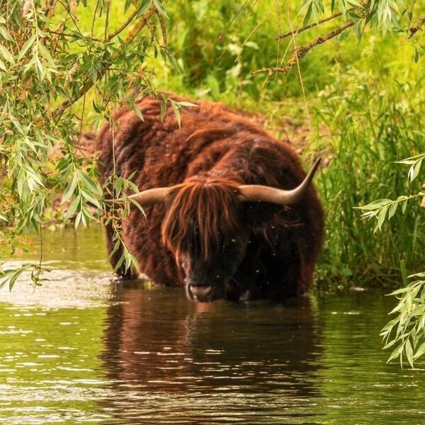 Highland Cow