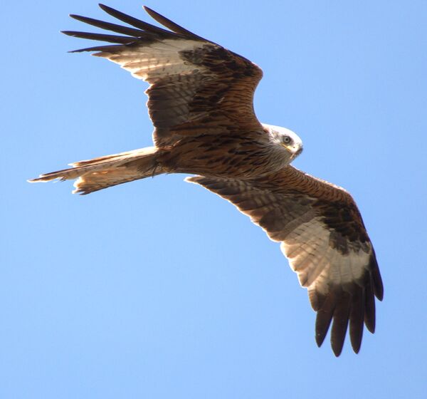 Red Kite