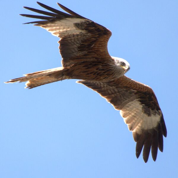 Red Kite