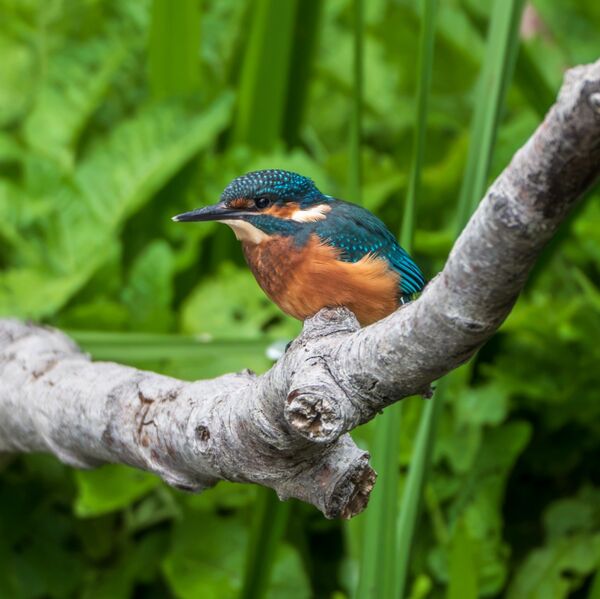 Kingfisher