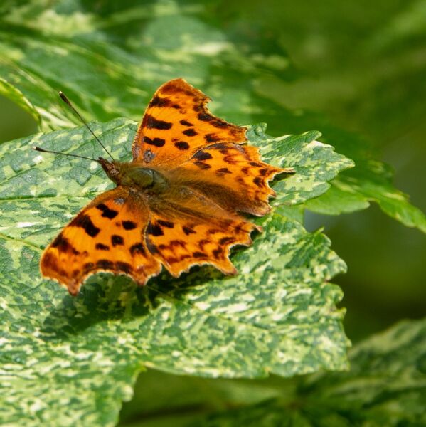 Comma Butterfly