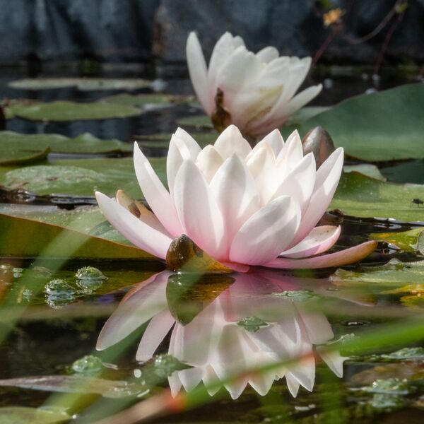 Pond Lilly