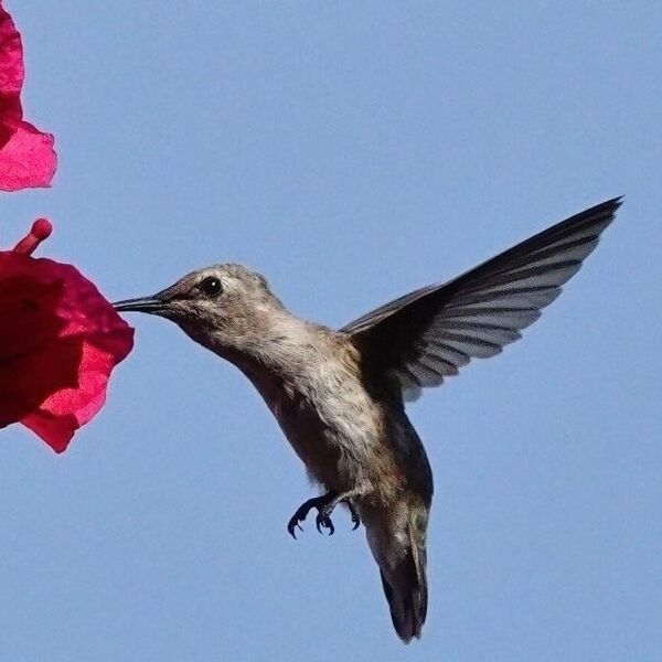 Humming Bird gathering nectar from a pink flower