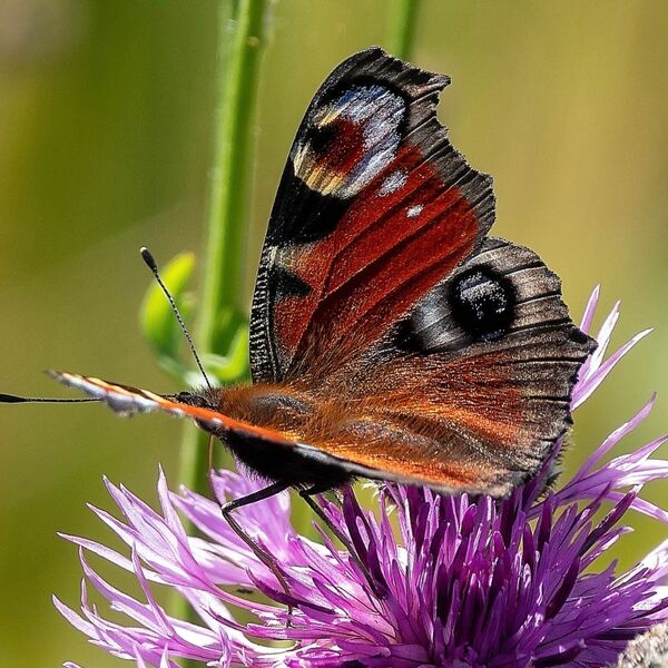 Peacock butterfly sitting on a thistle flower