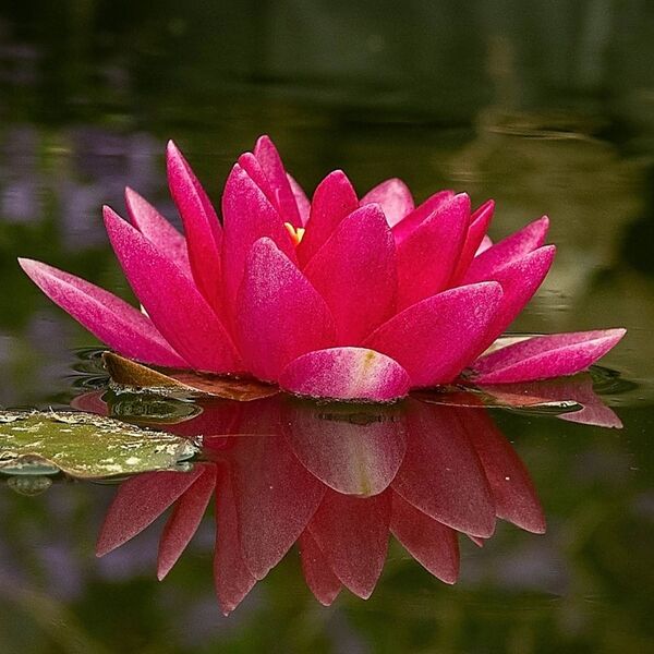 Pink pond lily reflecting in the water