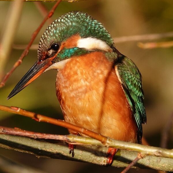 Kingfisher sitting on a branch