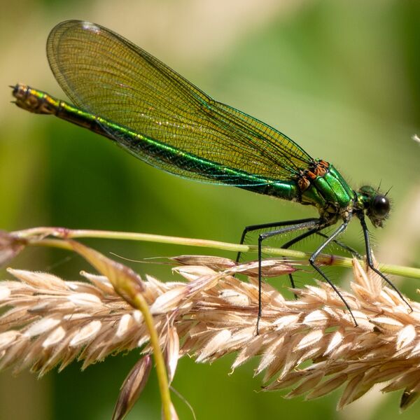 Damselfly