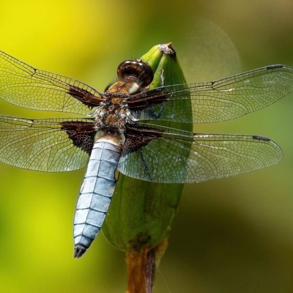 Broad-Bodied chaser on a reed