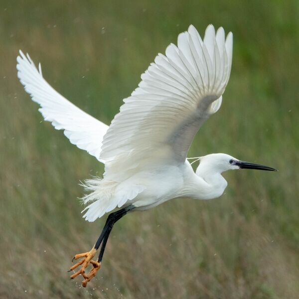 Little Egret