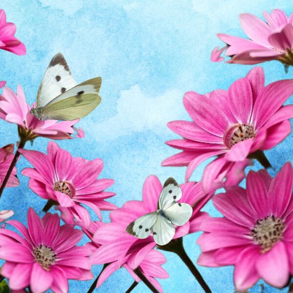 Pink Daisy flowers, white butterflys on a blue watercolour background