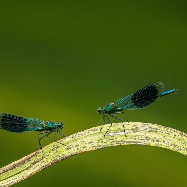 Two damselflies sitting on a reed
