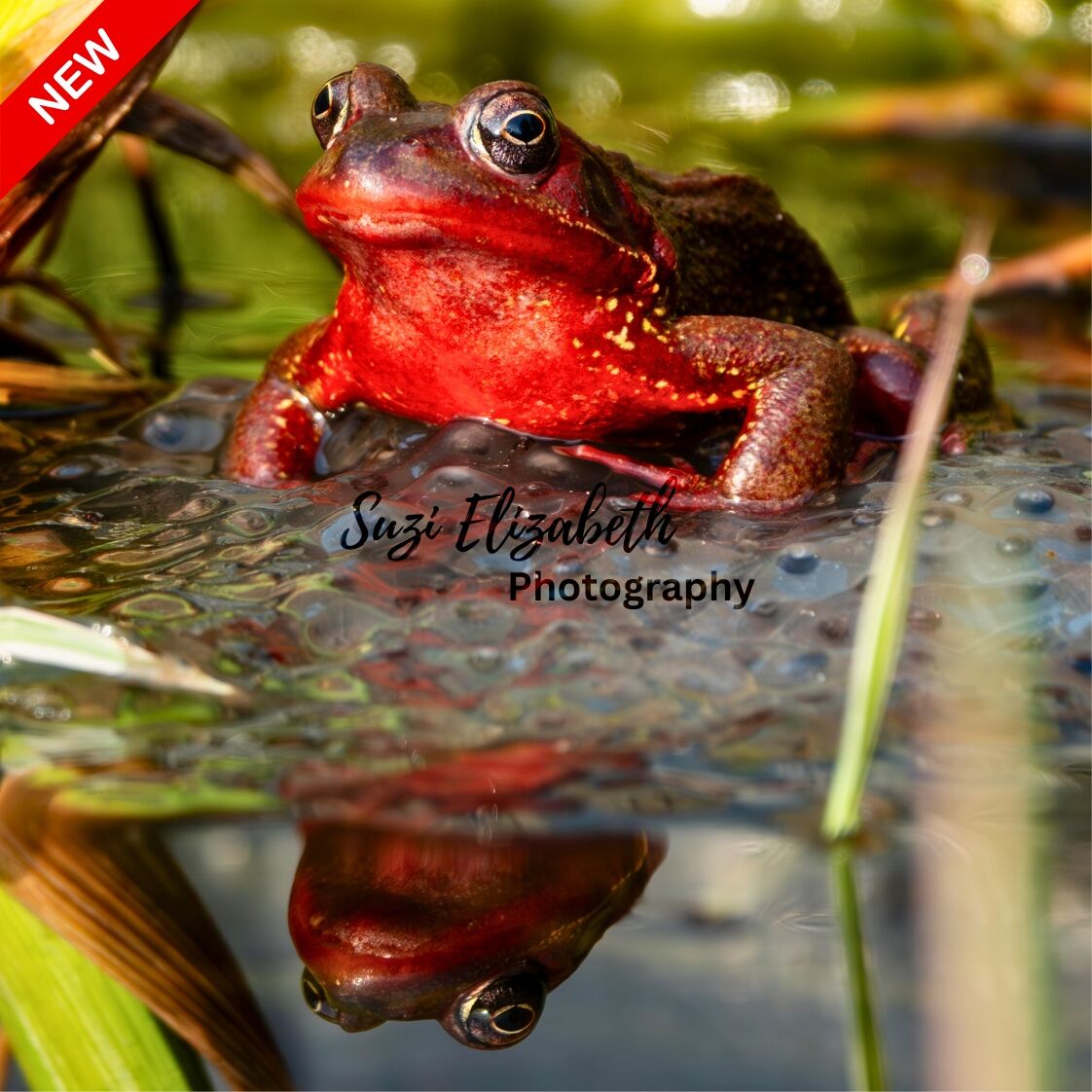 Red frog coaster