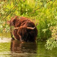 A highland cow drinking from a river