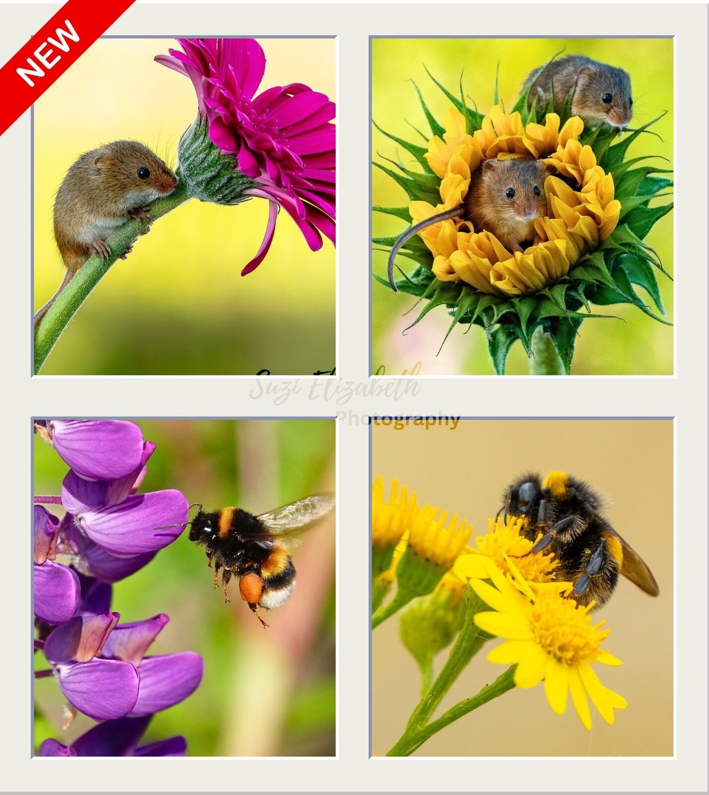 Set of four ceramic coaster set