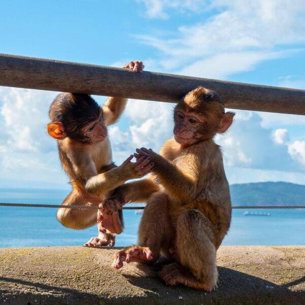 Baby monkeys in Gibraltar