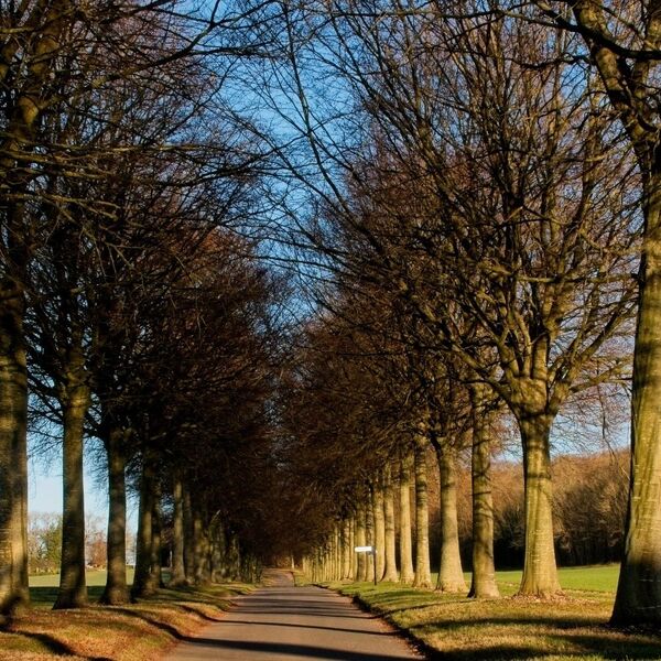 Moor Crichel Moor Crichel avenue of trees, Dorset