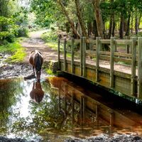 New Forest pony reflected in stream