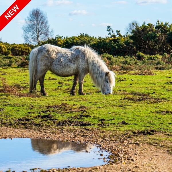 New Forest Pony grazing coaster