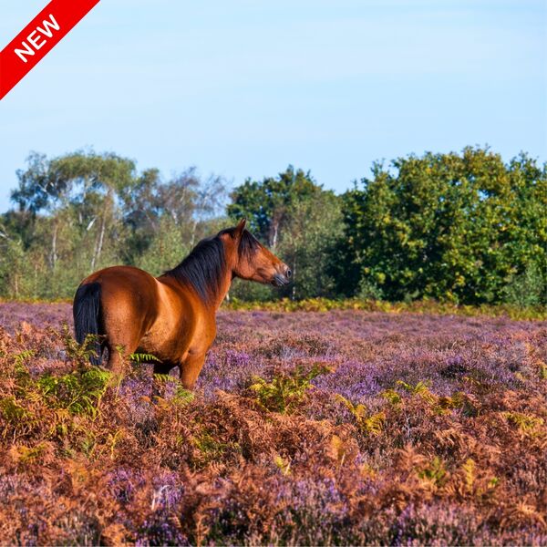 New Forest pony in the purple heather coaster