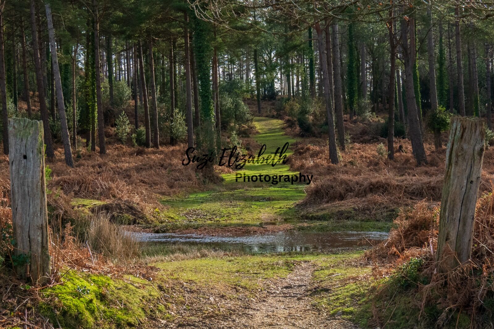 New Forest woodland views