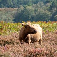 New Forest cow, standing in heather