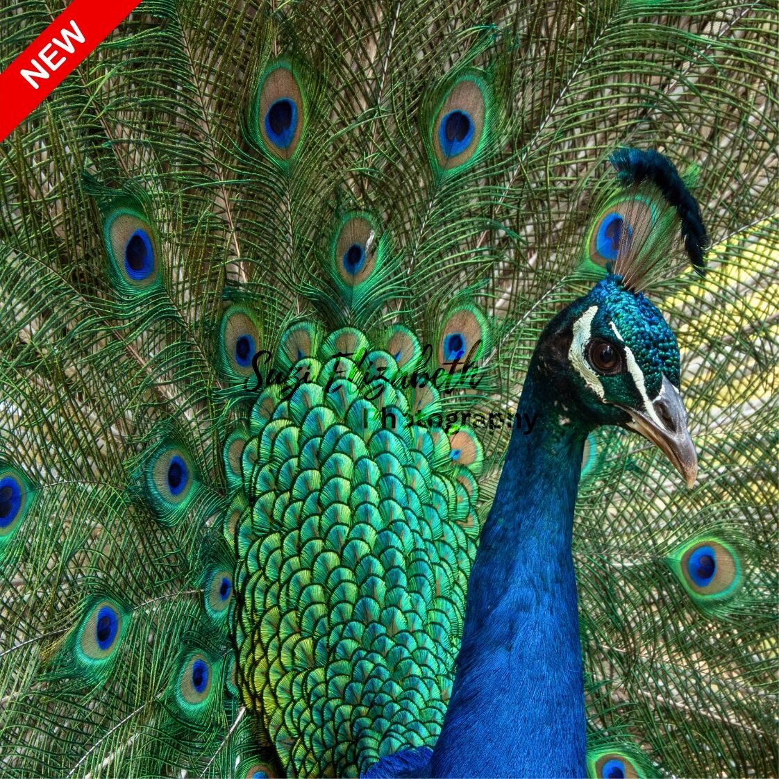 Peacock 1