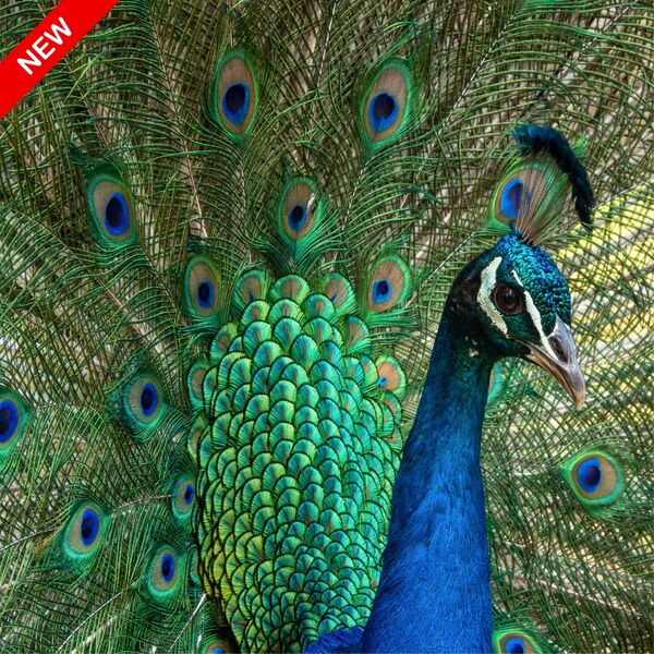 Peacock 1