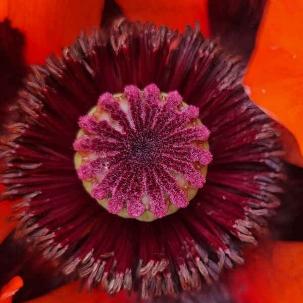 Close up of a poppy flower