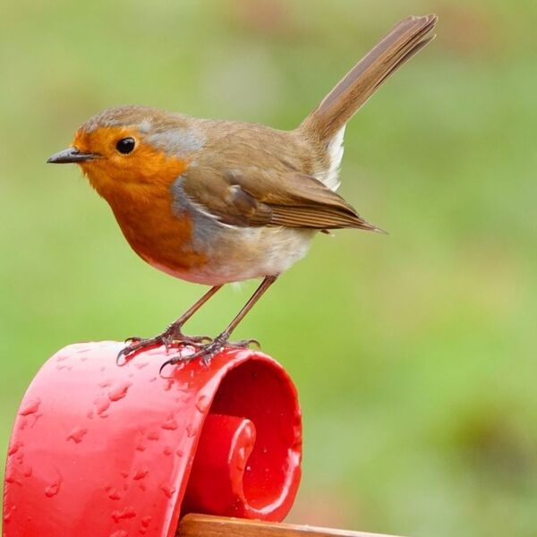 Robin sitting on a red bench