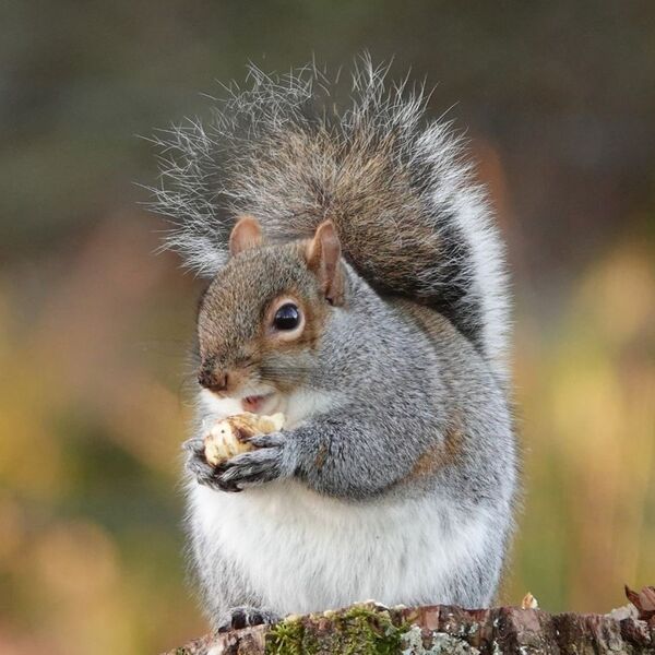A squirrel eating a nut sat on a wooden stump