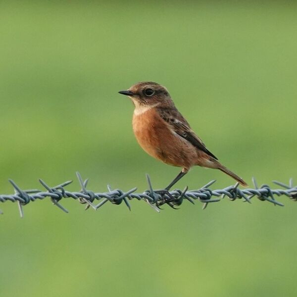 A stonechat on a barbed wire fence