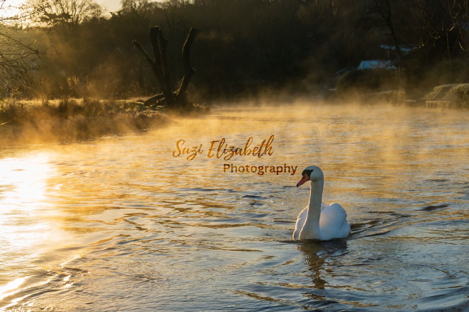 Swan at sunrise, swimming through river mist