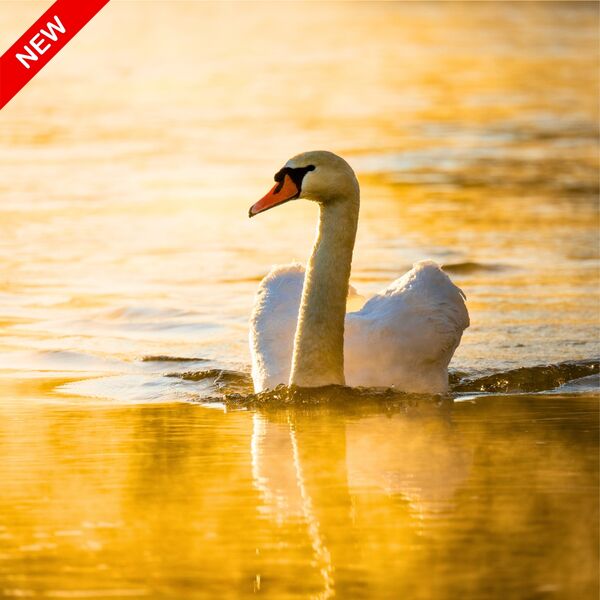 Swan at Sunrise