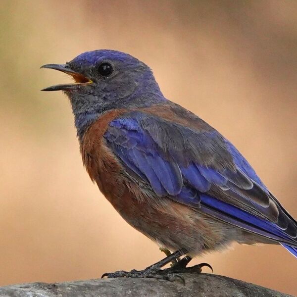 A western bluebird in Ramona California
