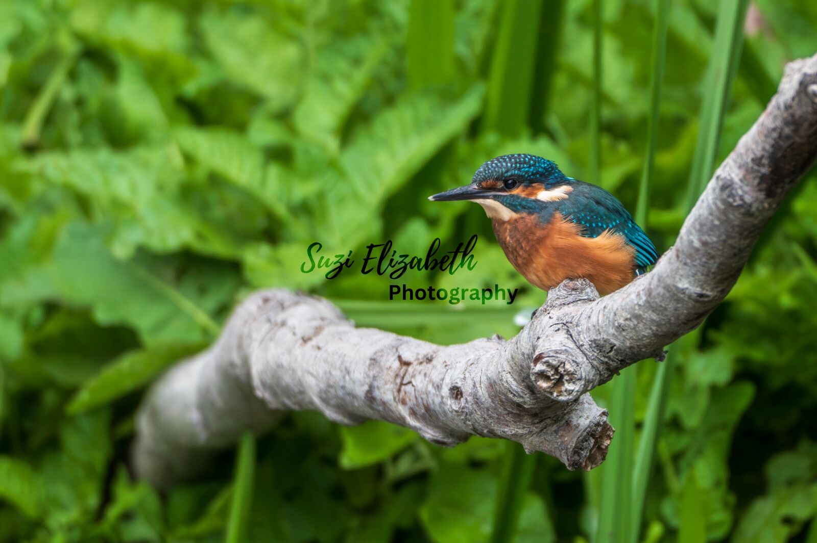 Kingfisher