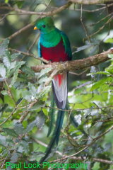 Resplendent Quetzal