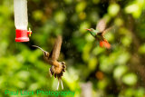 Long-billed Hermit and Rufous-tailed Hummingbird