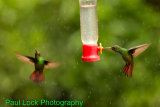 Rufous-tailed Hummingbirds