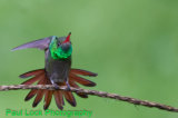 Rufous-tailed Hummingbird