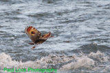 Sunbittern