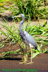 Tricolored Heron