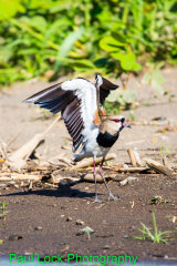 Southern Lapwing