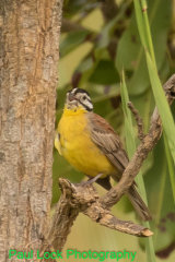 Brown-rumped Bunting