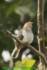 African Emerald Cuckoo (female)