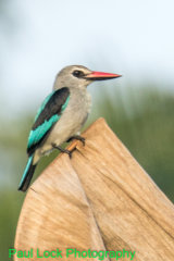 Woodland Kingfisher