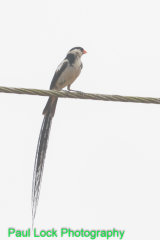 Pin-tailed Whydah