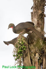 Crested Guans