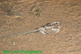 Long-tailed Nightjar