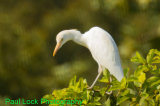 Cattle Egret