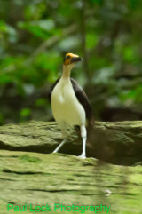 Yellow-headed Picathartes